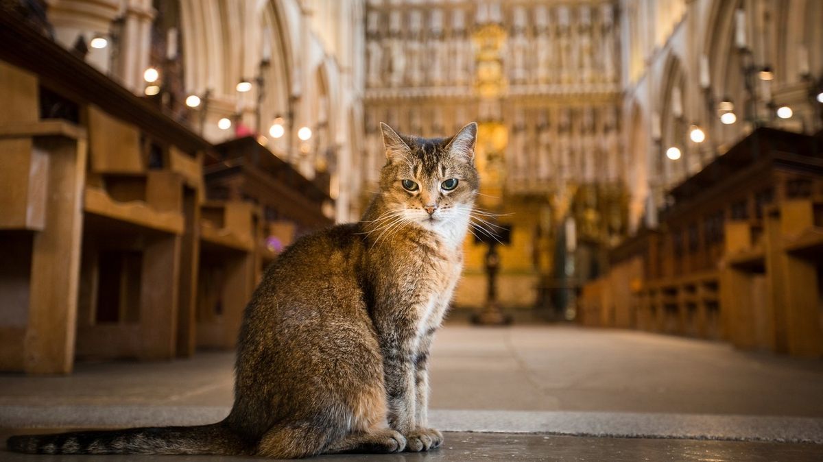 V londýnské katedrále uspořádali zádušní mši za toulavou kočku